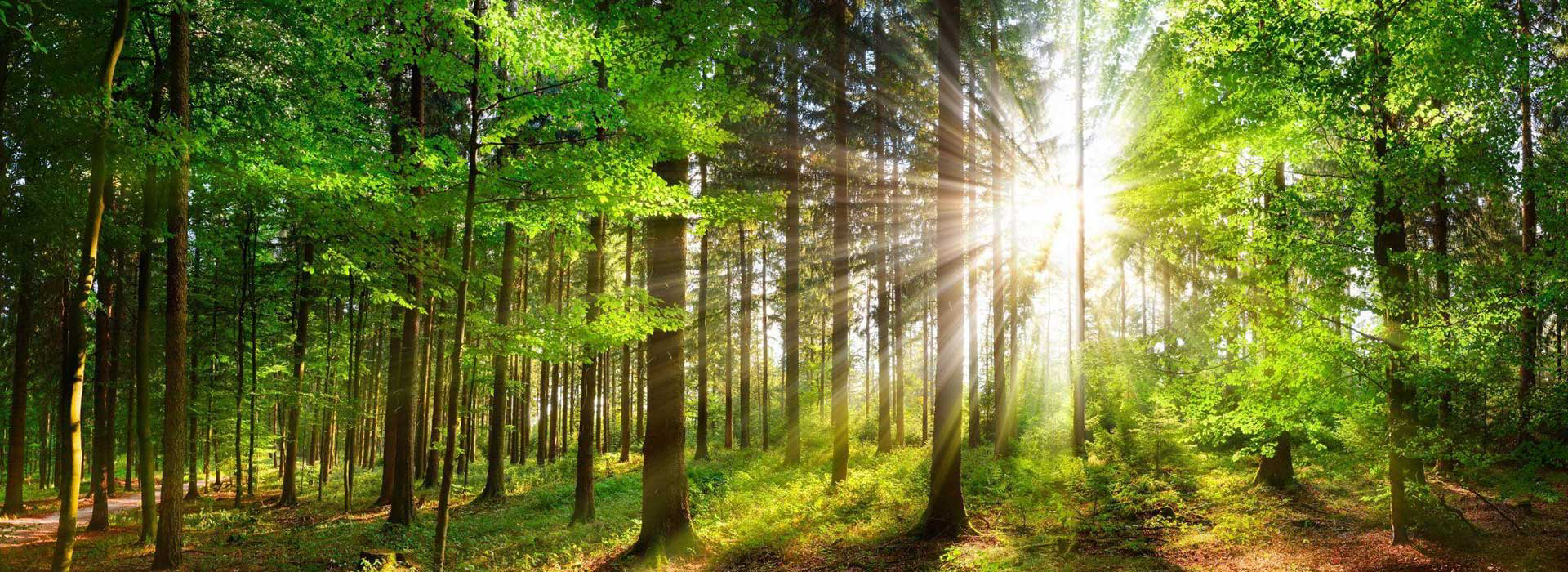 Beautiful forest trees header class=